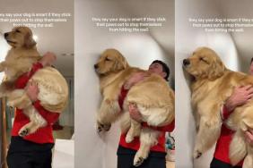 Golden Retriever Fails the ‘Smart’ Test in an Adorable Video