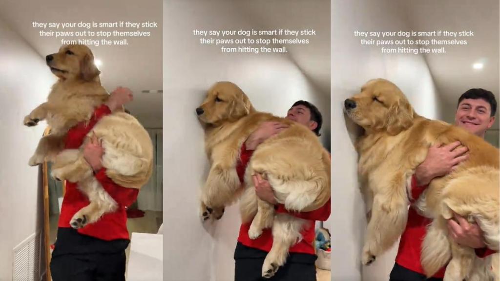 Golden Retriever Fails the ‘Smart’ Test in an Adorable Video