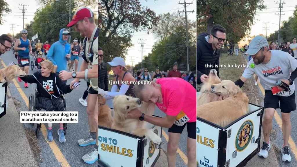 Video: Golden Retrievers ‘Spread Smiles’ at a Marathon