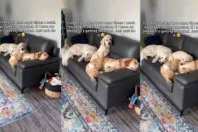 Golden Retrievers Cuddle Together & Owner Had To Record the Moment