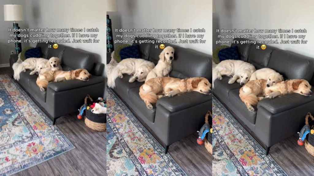 Golden Retrievers Cuddle Together & Owner Had To Record the Moment