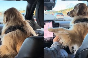 Golden Retriever Sits Front Row With Grandpa During Car Ride
