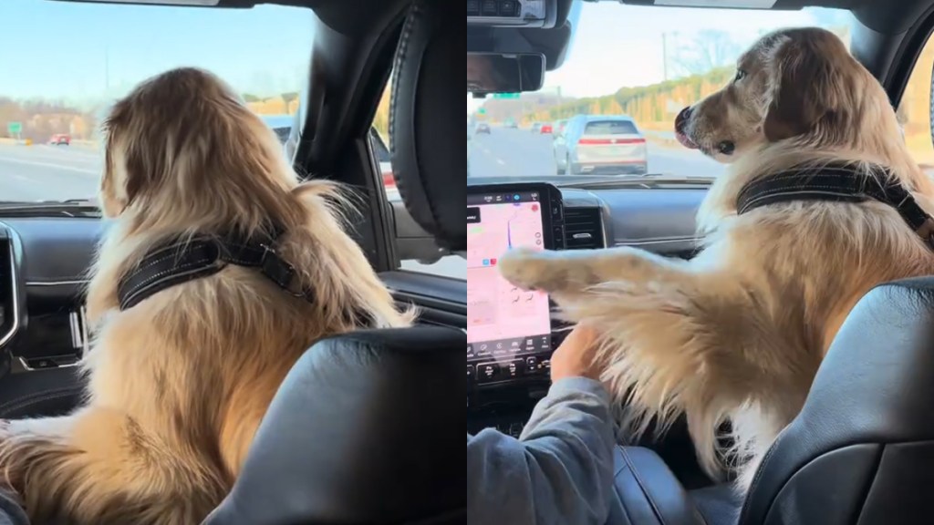 Golden Retriever Sits Front Row With Grandpa During Car Ride