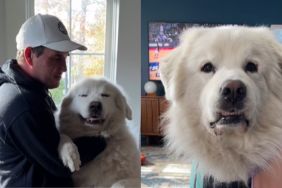 Great Pyrenees