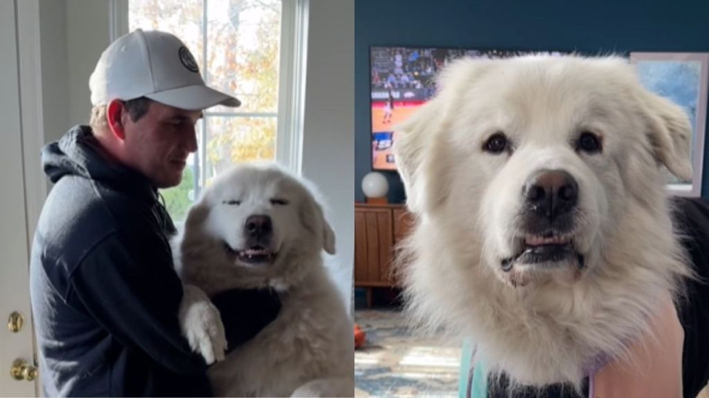 Great Pyrenees