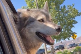 Video: Husky Clearly Dislikes Waiting in Drive Through Line