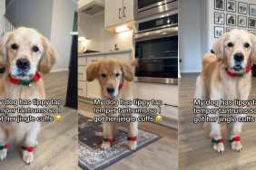 Video: Dog’s ‘Temper Tantrums’ Get a Christmas-y Twist