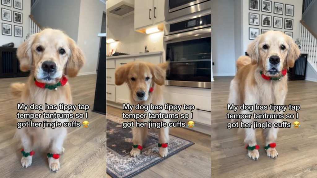 Video: Dog’s ‘Temper Tantrums’ Get a Christmas-y Twist