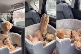 Video: Dog Is Surprisingly Unbothered on 9-Hour Road Trip