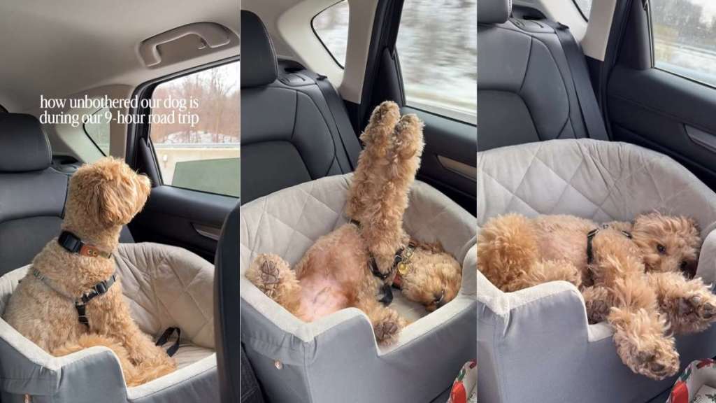 Video: Dog Is Surprisingly Unbothered on 9-Hour Road Trip