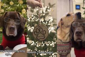 Internet Contributes To Give Dog the Best Christmas Present