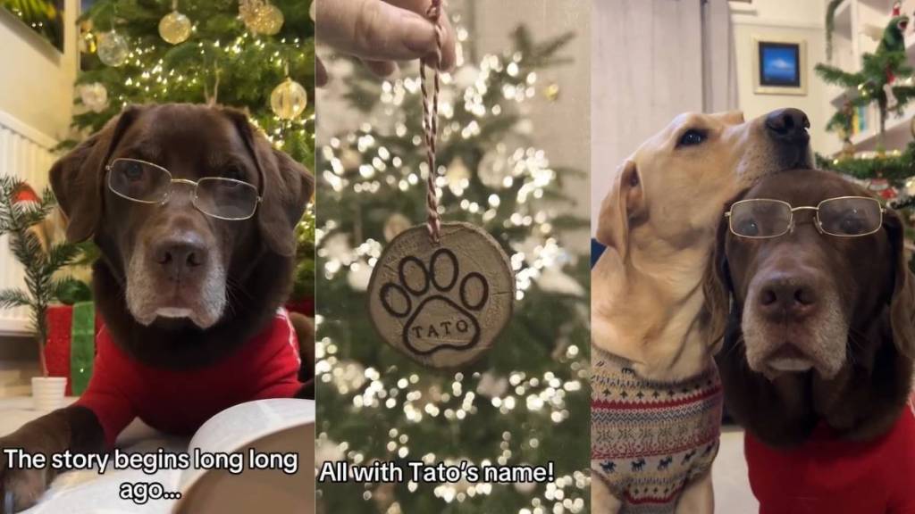 Internet Contributes To Give Dog the Best Christmas Present