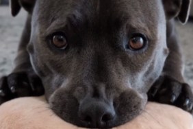 Video: Staffy Uses ‘Relaxation Donut’ To Indicate Power Nap