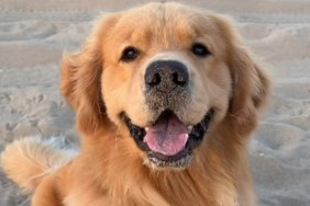 Video Shows Golden Retriever Bringing Smiles Wherever He Goes