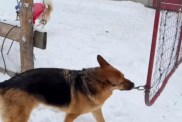 Video: Dog Opens & Closes the Gate When Owner Returns