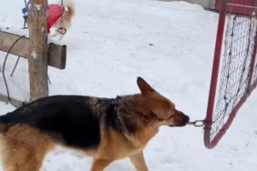 Video: Dog Opens & Closes the Gate When Owner Returns