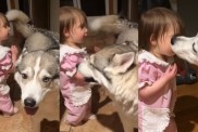 Big Dog Surprises Toddler With This Action in Adorable Video