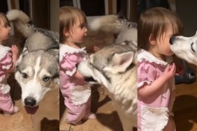 Big Dog Surprises Toddler With This Action in Adorable Video