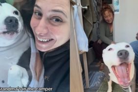 Video: Pit Bull Suffers From ‘Selective Grandma Hearing'