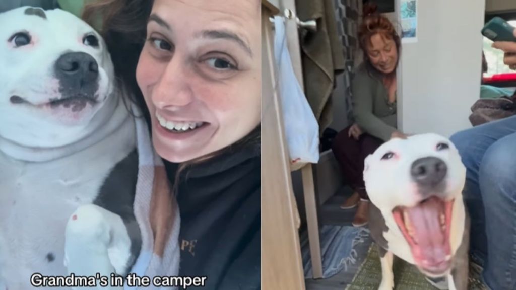 Video: Pit Bull Suffers From ‘Selective Grandma Hearing'