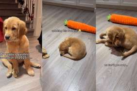 Dog’s ‘Greatest Accomplishment of 2025’ Has To Do With His Tail