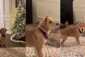Video: This Golden Retriever Puppy With Bows Will Make Your Day
