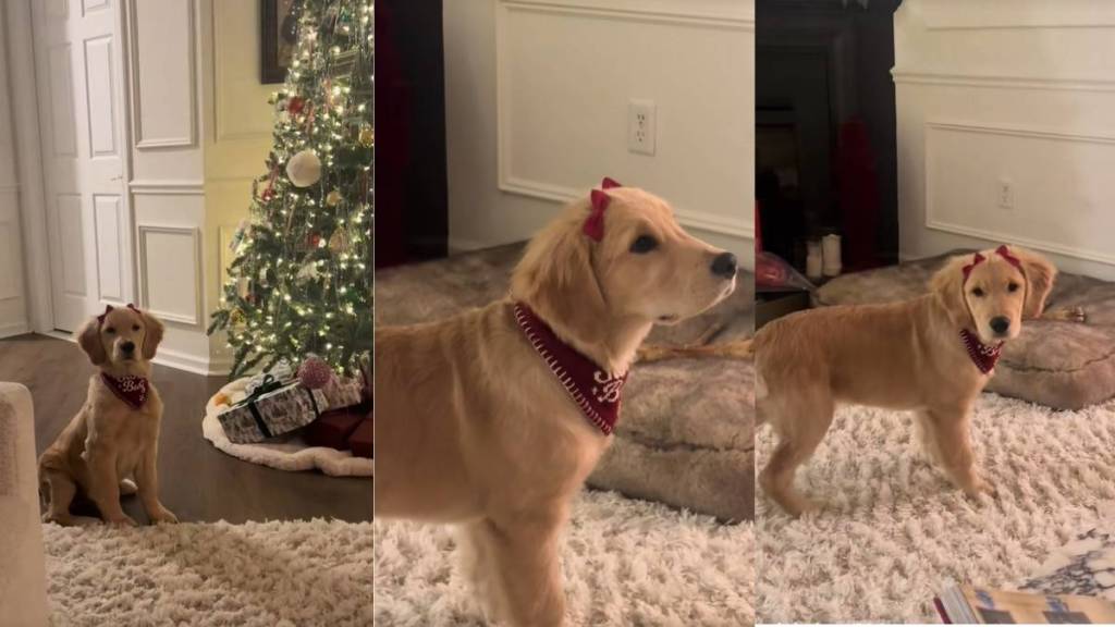 Video: This Golden Retriever Puppy With Bows Will Make Your Day