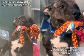 Shelter Dog Excitedly Shows off Her Toy to Adopters