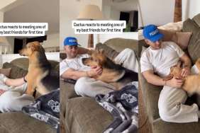 Rescue Puppy’s First Meeting With Owner’s Friend Ends Unexpectedly