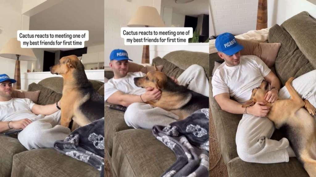 Rescue Puppy’s First Meeting With Owner’s Friend Ends Unexpectedly