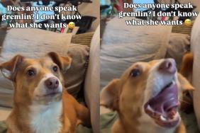 Dog Tries Talking to Owner in Unique Language