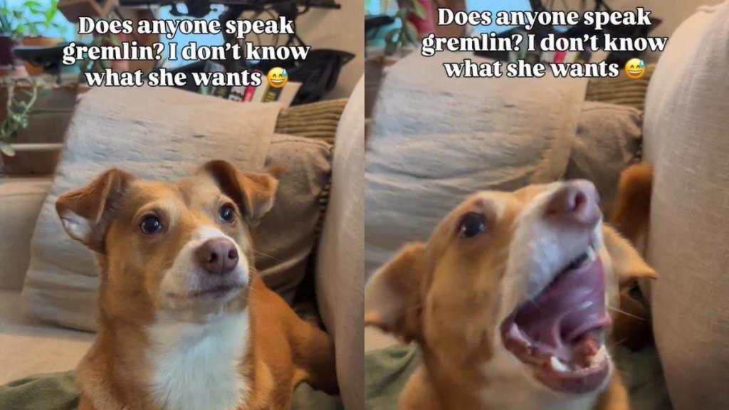 Dog Tries Talking to Owner in Unique Language