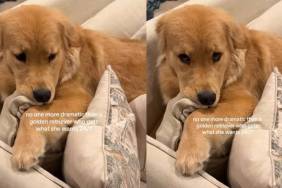Video Proves This Golden Retriever Has a Flair for Drama