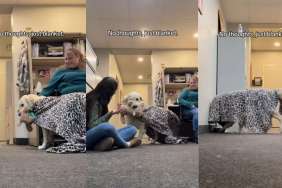 Golden Retriever’s Love for His Blanket Is Like Nothing You’ve Ever Seen