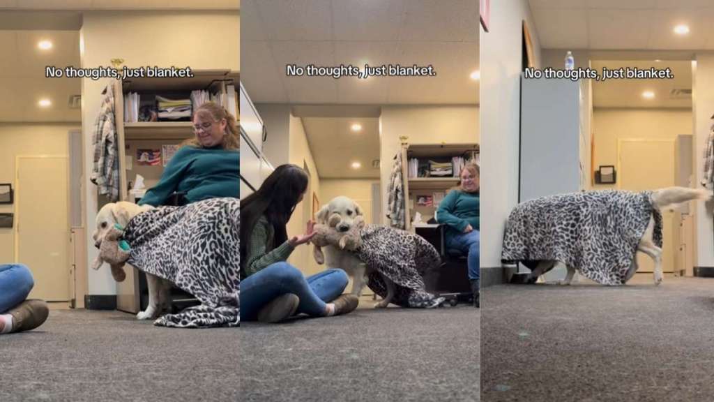 Golden Retriever’s Love for His Blanket Is Like Nothing You’ve Ever Seen