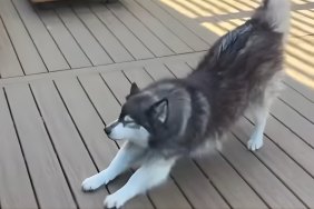 Video: Husky Is Absolutely Against Owner Plucking Out His Floof