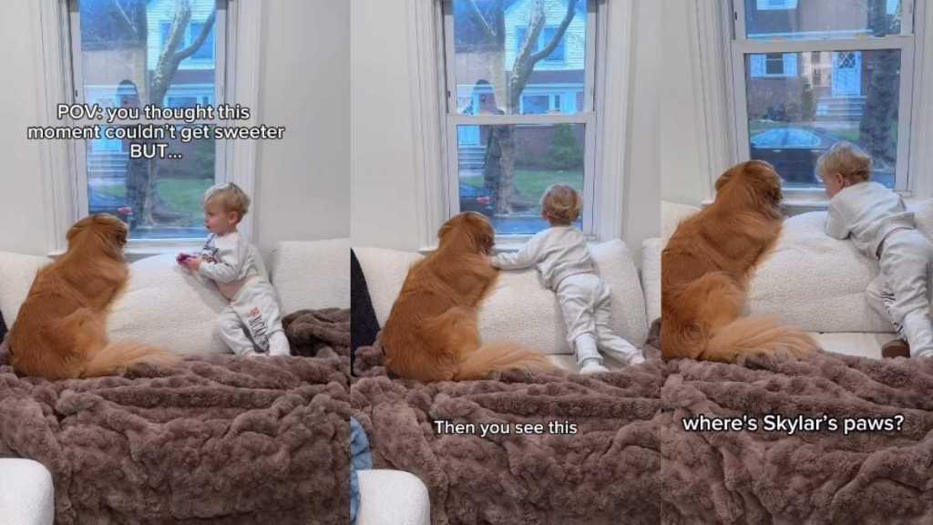 Golden Retriever's Invisible Paws Baffle Kid in Adorable Video