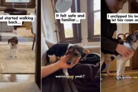 Video: Foster Dog With 'No Human Interaction' Marks Milestone