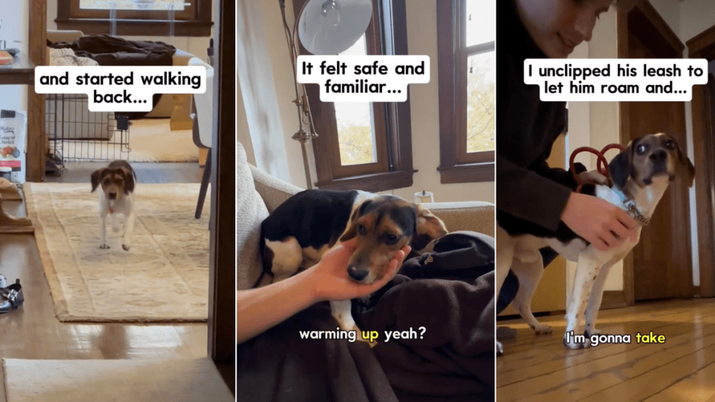 Video: Foster Dog With 'No Human Interaction' Marks Milestone