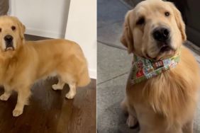 Video: Golden Retriever Comes Back for the Toy He Saw in a Store Window