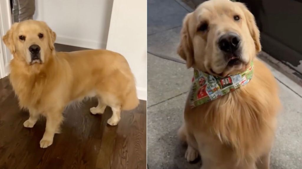 Video: Golden Retriever Comes Back for the Toy He Saw in a Store Window