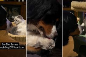 Video of Giant Dog Loving a Kitten Ends Adorably