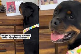 Rottweiler Can't Stop Gazing at His Professional Photo