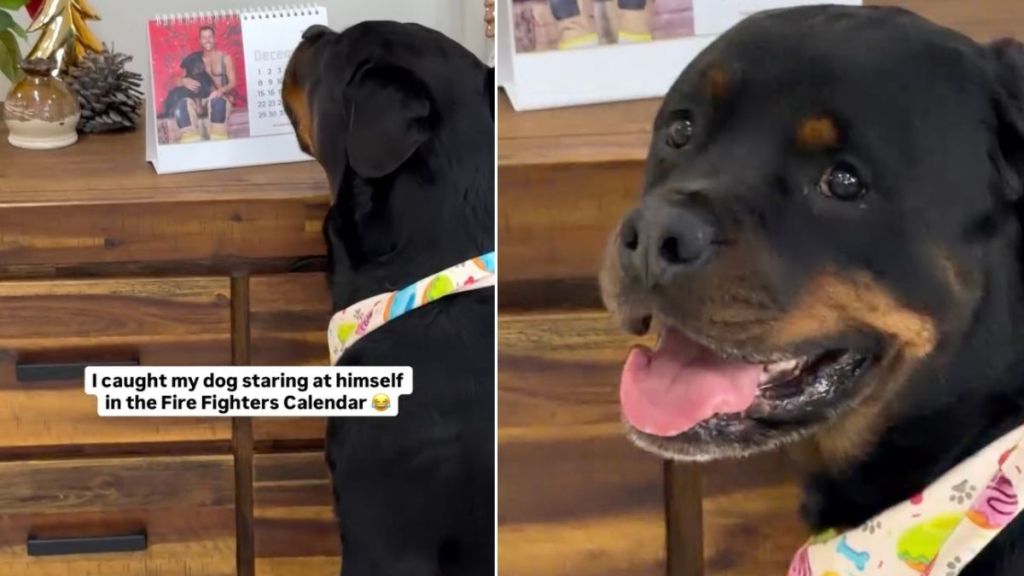 Rottweiler Can't Stop Gazing at His Professional Photo