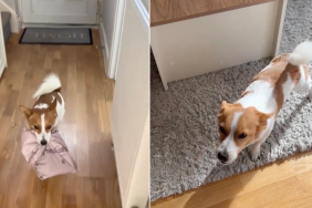 Dog Reacts Cutely to Being Able to Collect Deliveries