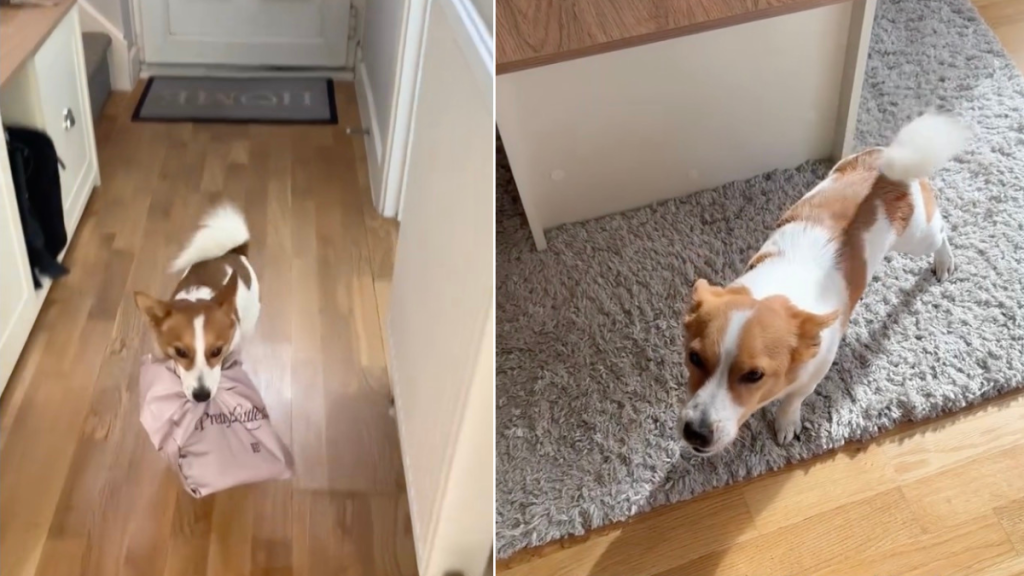 Dog Reacts Cutely to Being Able to Collect Deliveries