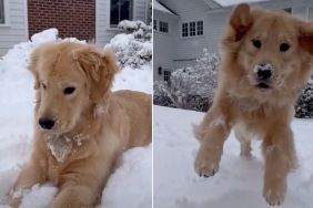 Video: Golden Retriever Puppy Enjoys First Snow Day