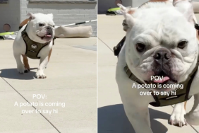 Dog Is an Absolute ‘Potato’ Walking Towards Owner in Funny Video