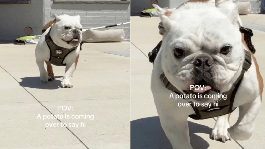 Dog Is an Absolute ‘Potato’ Walking Towards Owner in Funny Video