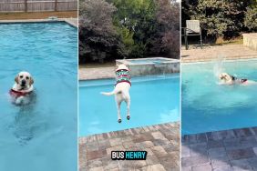 Video: Dog ‘Launches Into Pool’ With His Christmas Sweater On